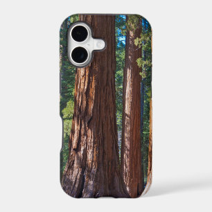USA, California. Redwood Tree Trunks, Mariposa