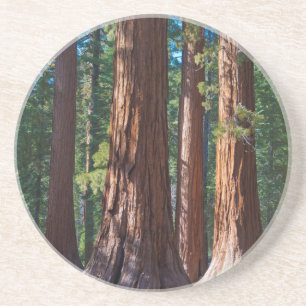 USA, California. Redwood Tree Trunks, Mariposa Coaster