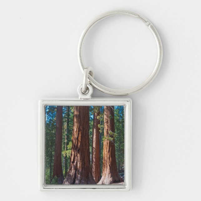 USA, California. Redwood Tree Trunks, Mariposa Key Ring (Front)