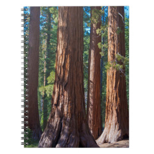 USA, California. Redwood Tree Trunks, Mariposa Notebook