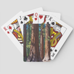 USA, California. Redwood Tree Trunks, Mariposa Playing Cards