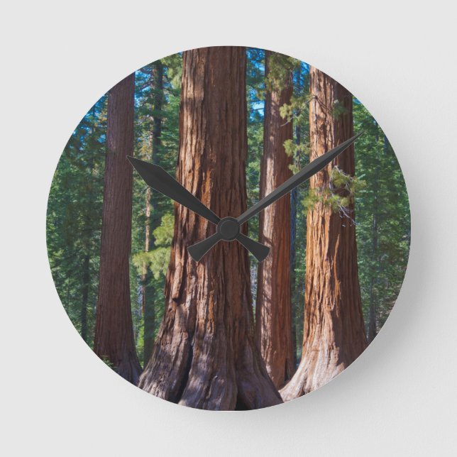 USA, California. Redwood Tree Trunks, Mariposa Round Clock (Front)