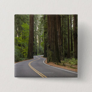 USA, California, road through Redwood forest 15 Cm Square Badge