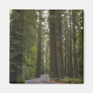 USA, California, road through Redwood forest 2 Magnet