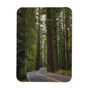USA, California, road through Redwood forest 2 Magnet