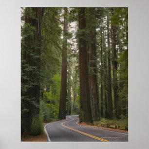 USA, California, road through Redwood forest 2 Poster
