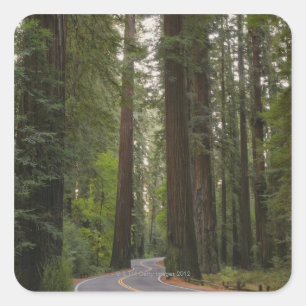 USA, California, road through Redwood forest 2 Square Sticker