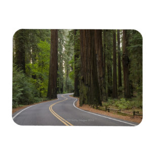 USA, California, road through Redwood forest Magnet