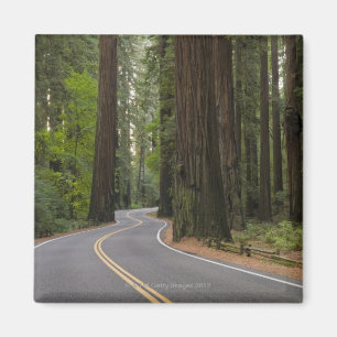 USA, California, road through Redwood forest Magnet