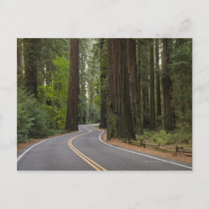 USA, California, road through Redwood forest Postcard