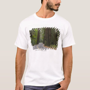 USA, California, road through Redwood forest T-Shirt