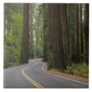 USA, California, road through Redwood forest Tile