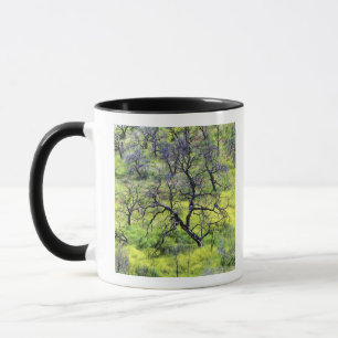 USA, California, San Diego. A burnt oak forest Mug