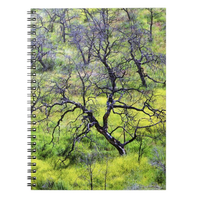 USA, California, San Diego. A burnt oak forest Notebook (Front)