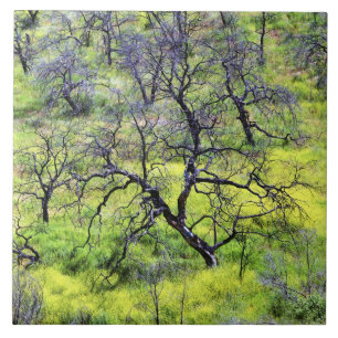 USA, California, San Diego. A burnt oak forest Tile