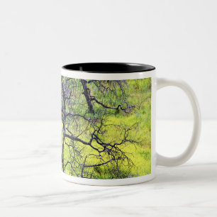 USA, California, San Diego. A burnt oak forest Two-Tone Coffee Mug