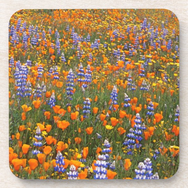USA, California, Santa Margarita, Avenales Coaster (Front)