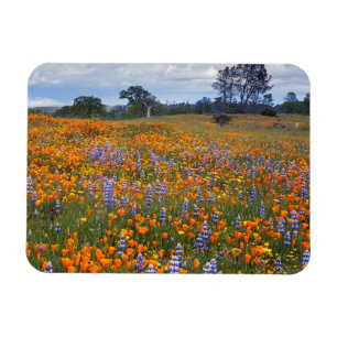 USA, California, Santa Margarita, Avenales Magnet