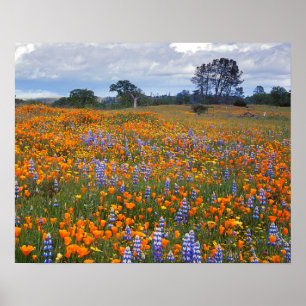 USA, California, Santa Margarita, Avenales Poster