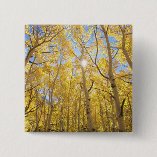 USA, California, Sierra Nevada Mountains. Fall 15 Cm Square Badge