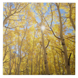 USA, California, Sierra Nevada Mountains. Fall Ceramic Tile