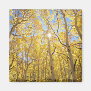 USA, California, Sierra Nevada Mountains. Fall Magnet