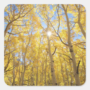 USA, California, Sierra Nevada Mountains. Fall Square Sticker