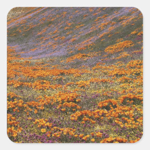 USA, California, Tehachapi Mountains, 2 Square Sticker