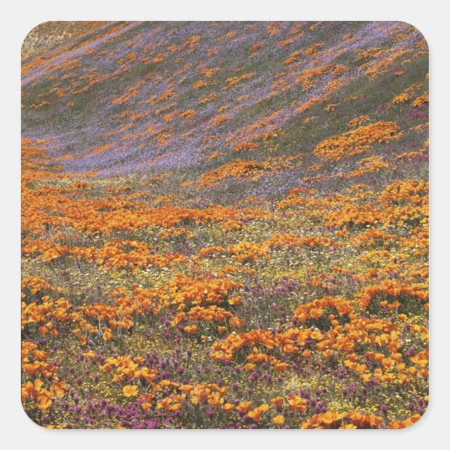 USA, California, Tehachapi Mountains, 2 Square Sticker (Front)