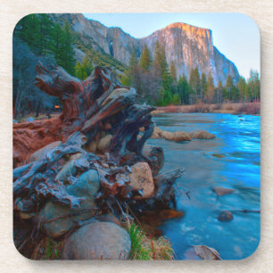 USA, California. Tree Roots In Merced River Coaster