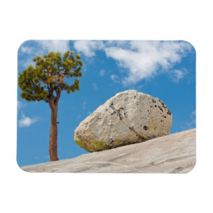 USA, California, Yosemite National Park. Pine Magnet