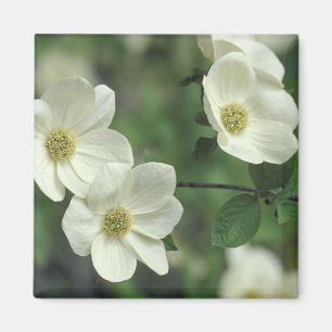 USA, California, Yosemite NP, along Merced Magnet