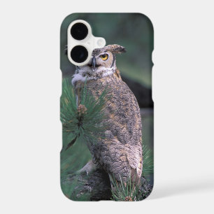 USA, CO, Colorado Springs. Great Horned Owl