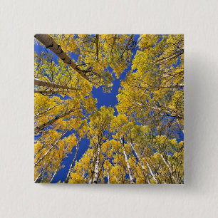USA, Colorado, Aspen area. Aspen forest in fall 15 Cm Square Badge