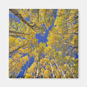 USA, Colorado, Aspen area. Aspen forest in fall Magnet