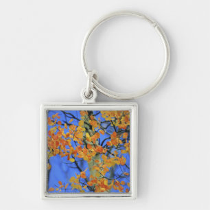 USA, Colorado. Aspen leaves that have taken Key Ring