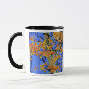 USA, Colorado. Aspen leaves that have taken Mug