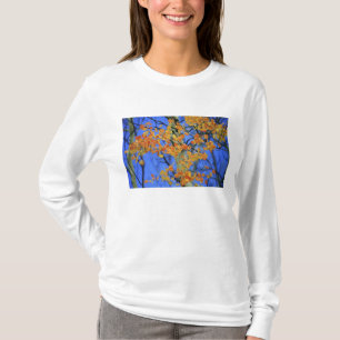 USA, Colorado. Aspen leaves that have taken T-Shirt