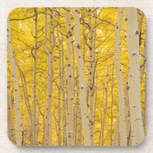 USA, Colorado. Aspens In Gunnison National Coaster
