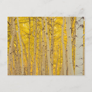 USA, Colorado. Aspens In Gunnison National Postcard