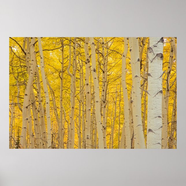 USA, Colorado. Aspens In Gunnison National Poster (Front)