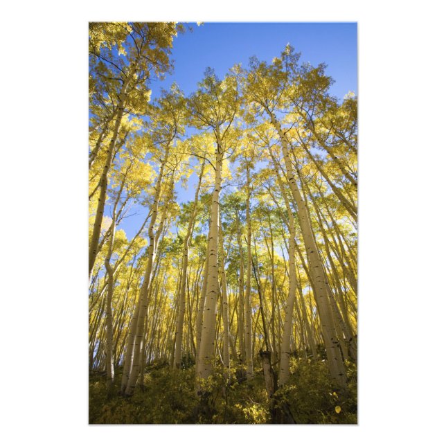 USA, Colorado, Autumn Aspens Along the Last Photo Print (Front)