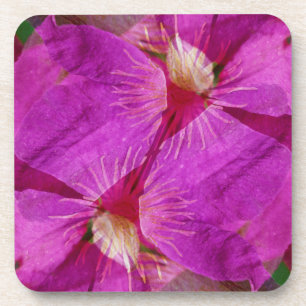 USA, Colorado, Boulder. Clematis flower montage Coaster