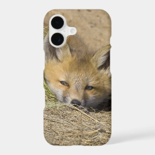 USA, Colorado, Breckenridge. Alert red fox