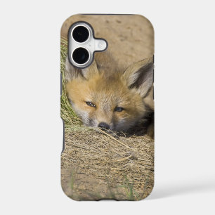 USA, Colorado, Breckenridge. Alert red fox