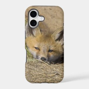 USA, Colorado, Breckenridge. Alert red fox
