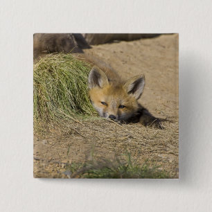 USA, Colorado, Breckenridge. Alert red fox 15 Cm Square Badge
