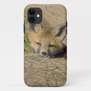 USA, Colorado, Breckenridge. Alert red fox iPhone 11 Case