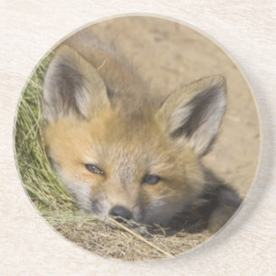 USA, Colorado, Breckenridge. Alert red fox Coaster
