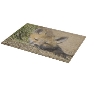 USA, Colorado, Breckenridge. Alert red fox Cutting Board